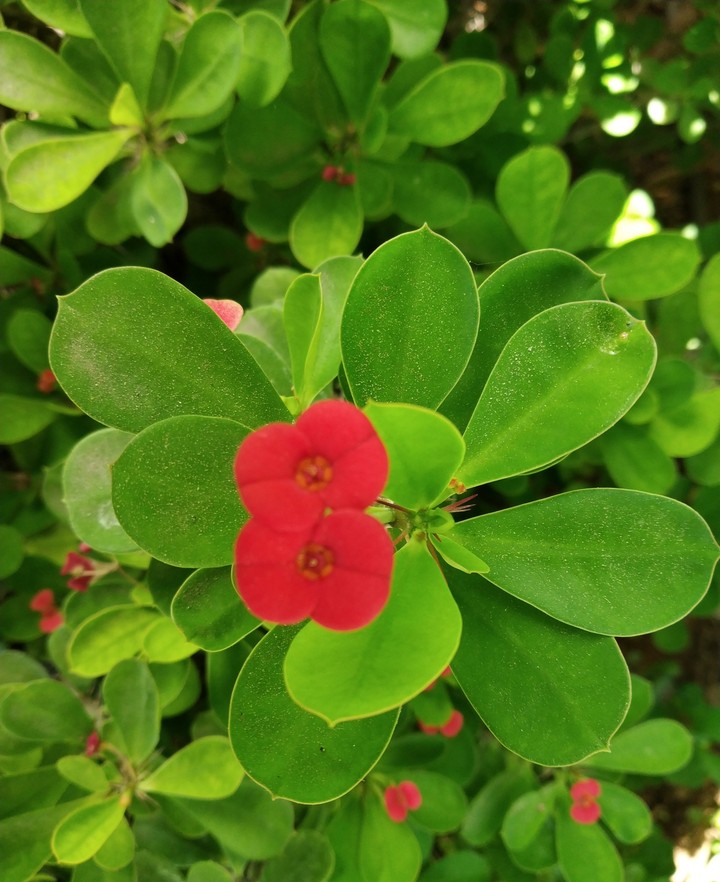 Leaves&Flowers