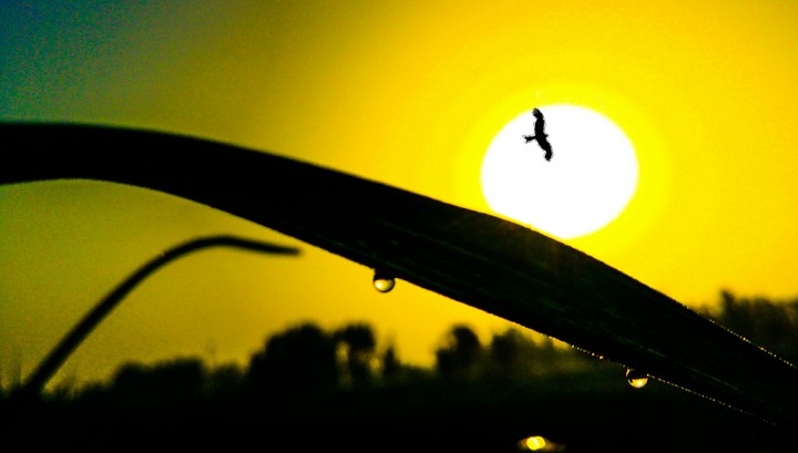 sunset and bird