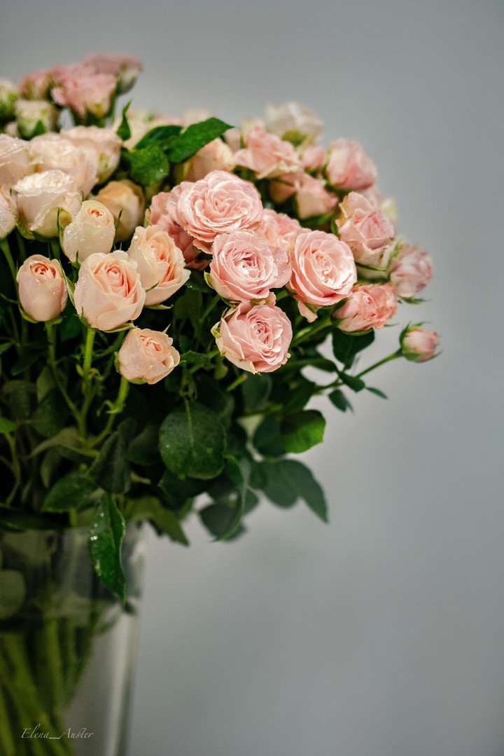 Roses