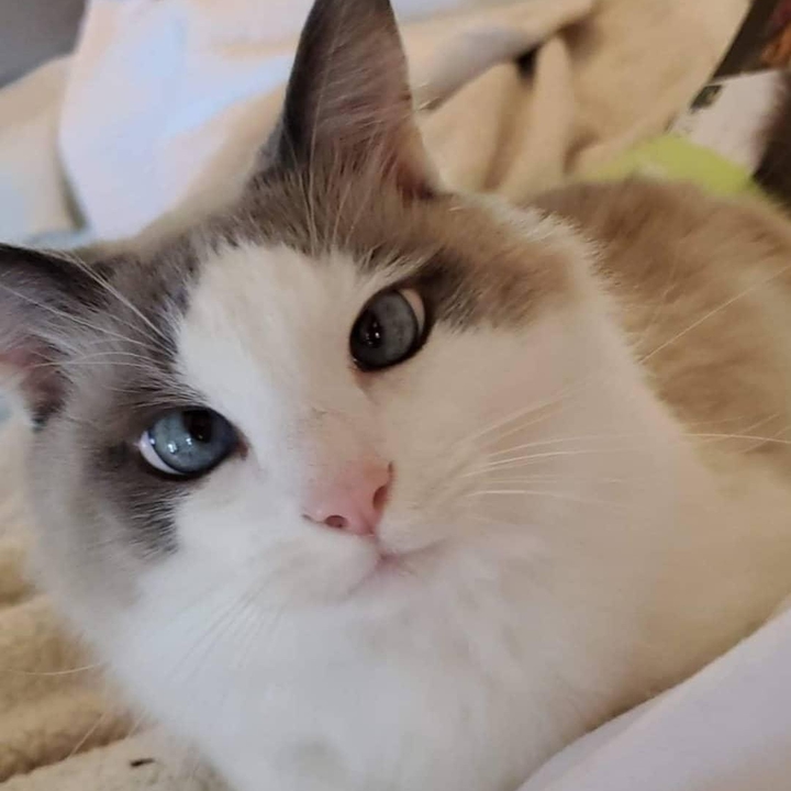 Odin