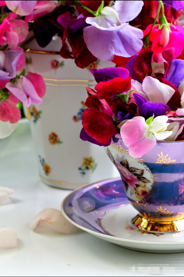 teacap flowers