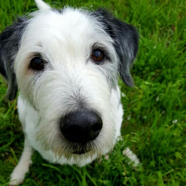 Willy
