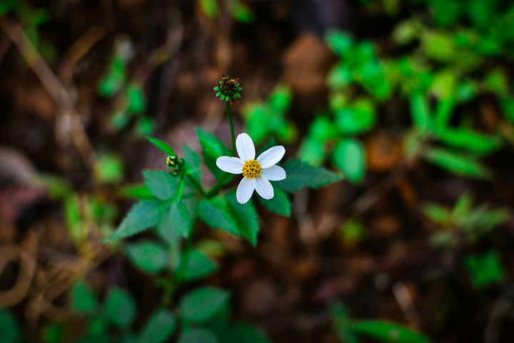 Flower
