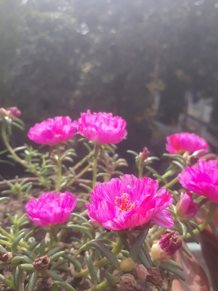 flower