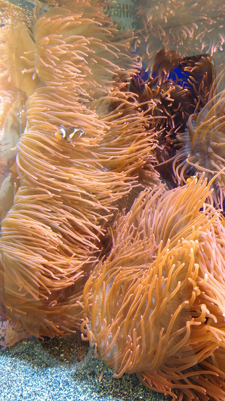 #AquarioCalaGonone