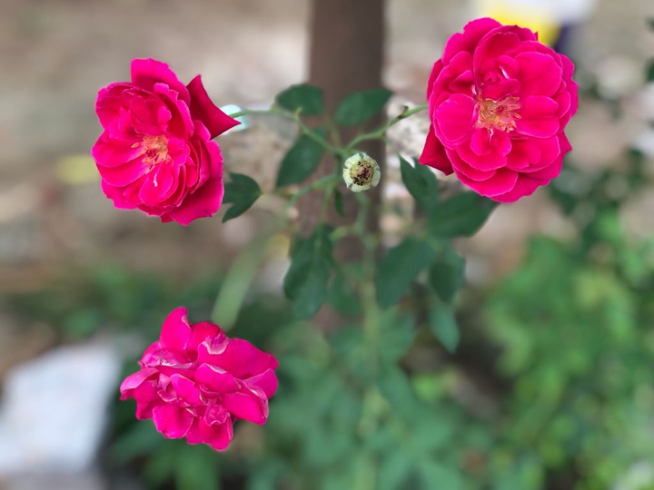Rose