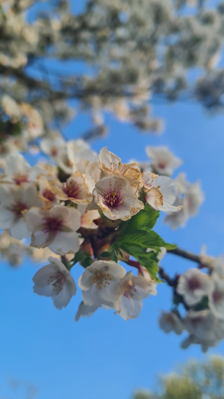 spring