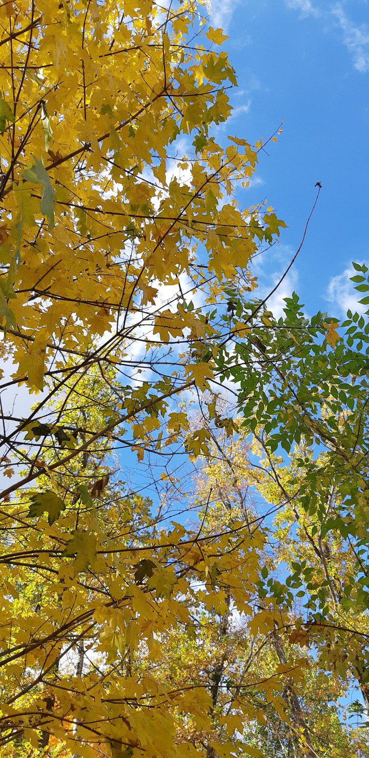 maple