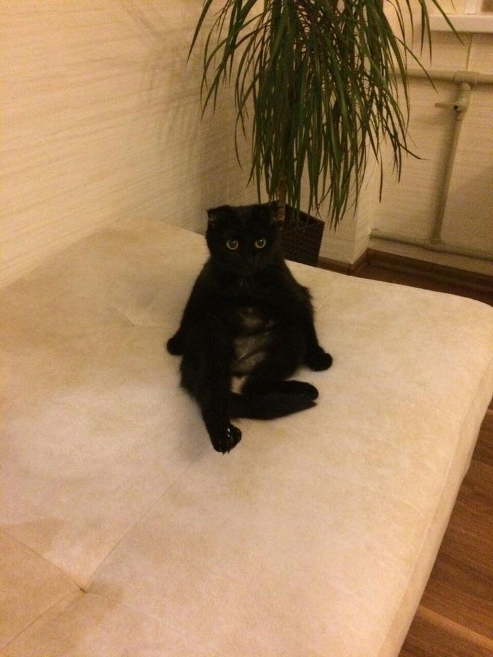 cat
