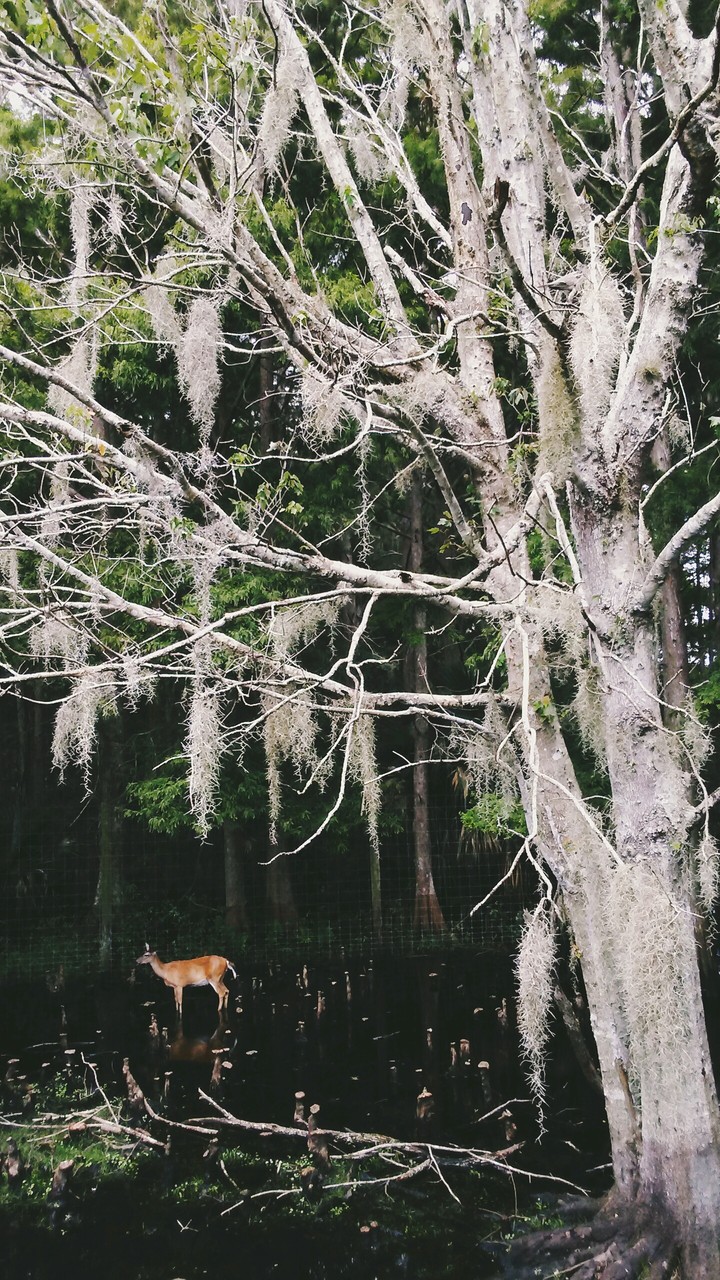 Mossy Mystery