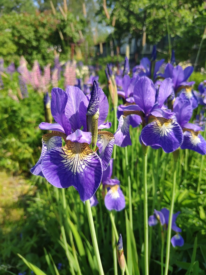 Purple flowers