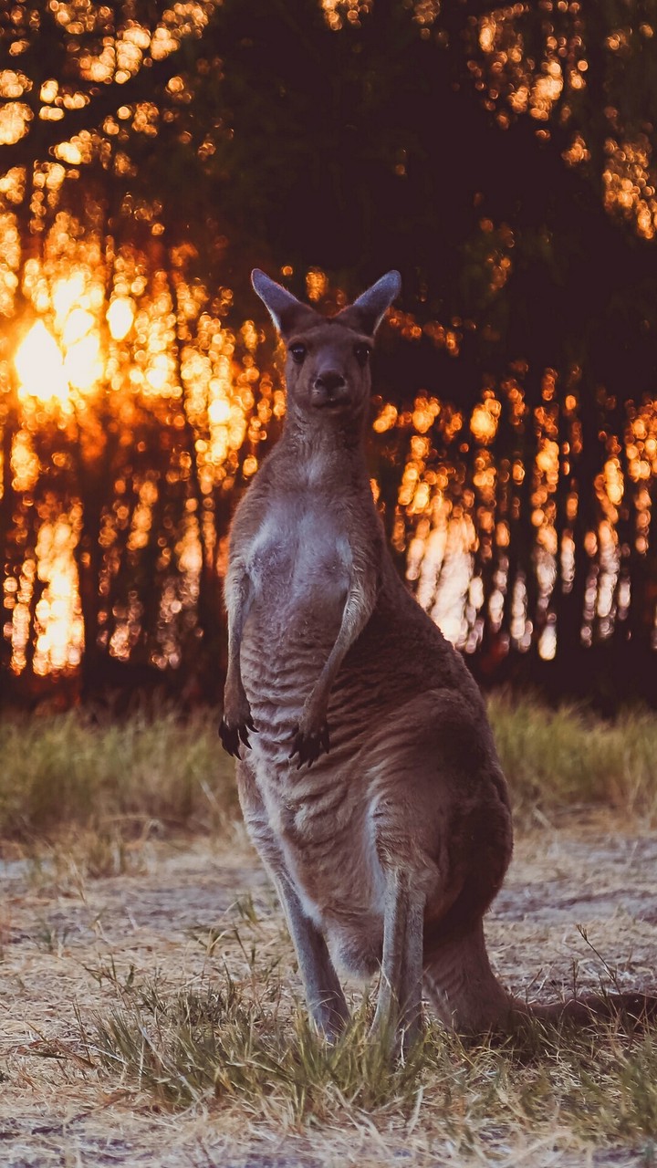 kangaroo