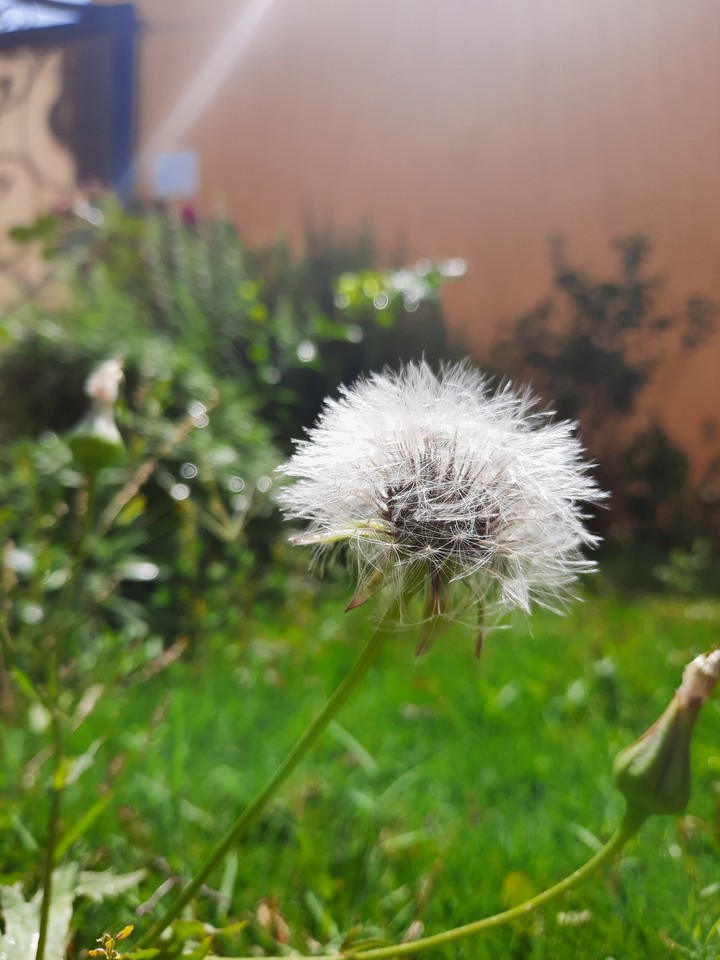 White as Snow