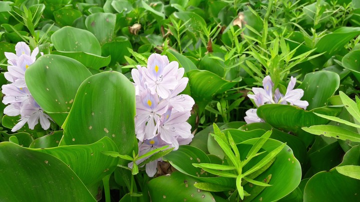 Nature