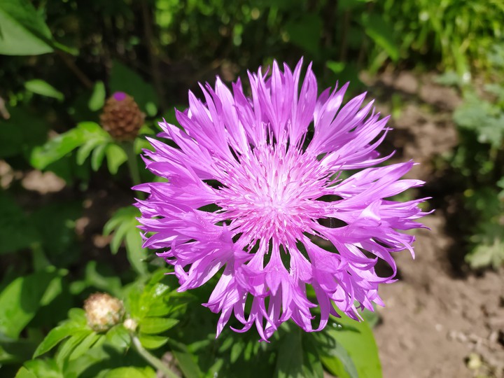 Violet Star flower