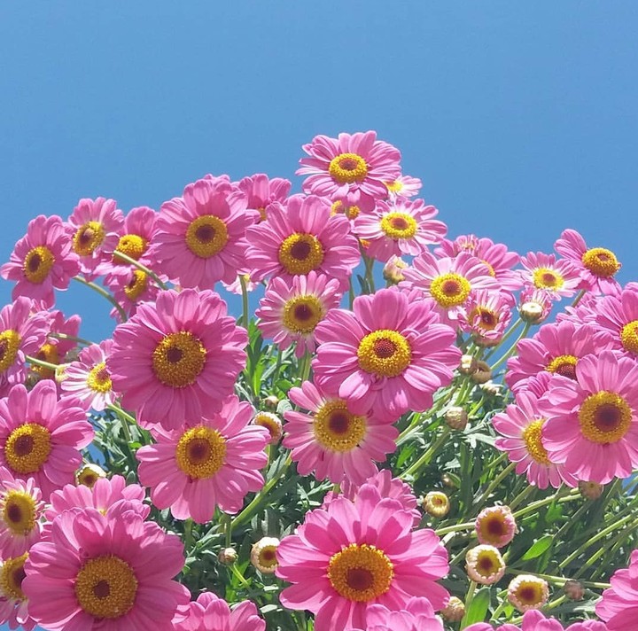 daisy