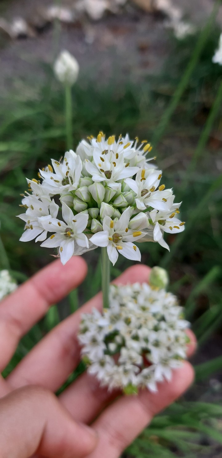 Flower