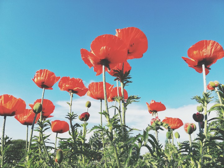 summer flowers