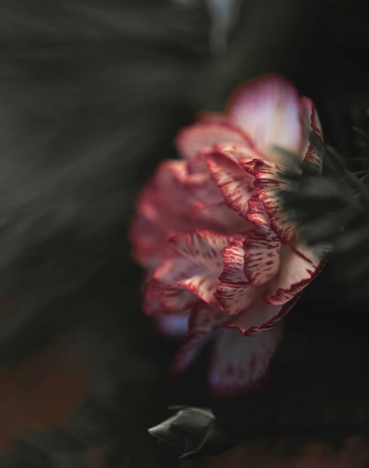 Carnation