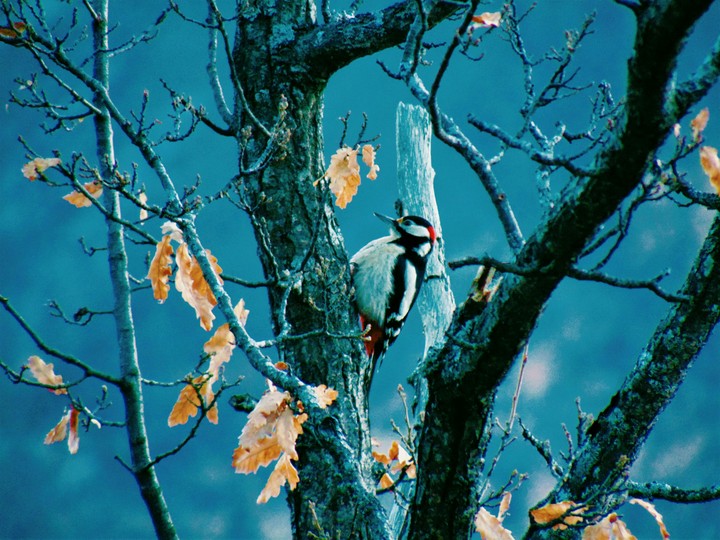 Bird 