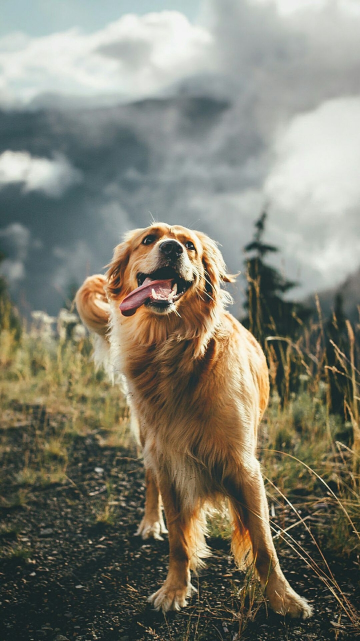 Dog Love #Wall_15