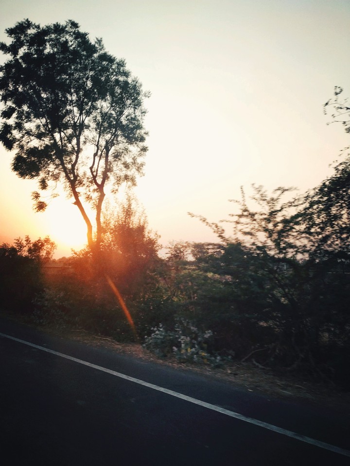 Sun and trees