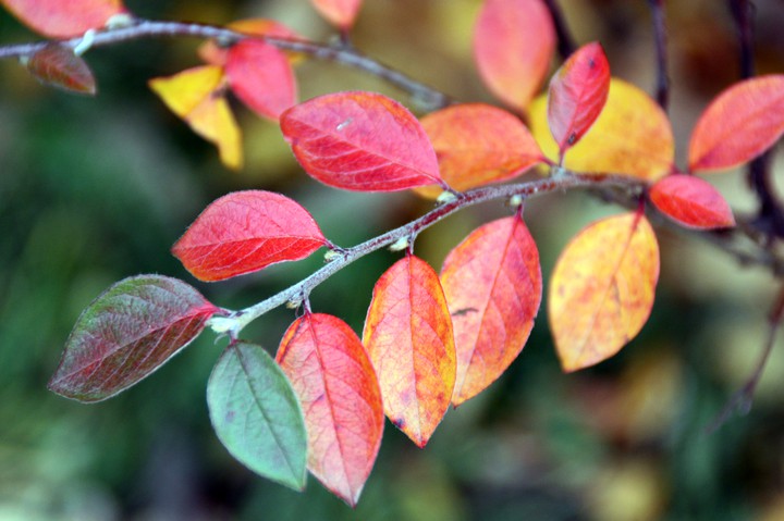 Autumn theme