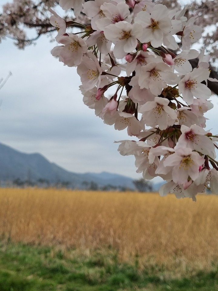 양산 황산공원