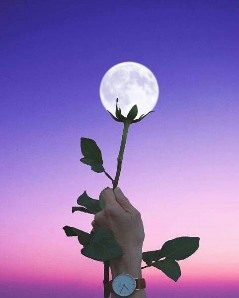 Moon's dandelion