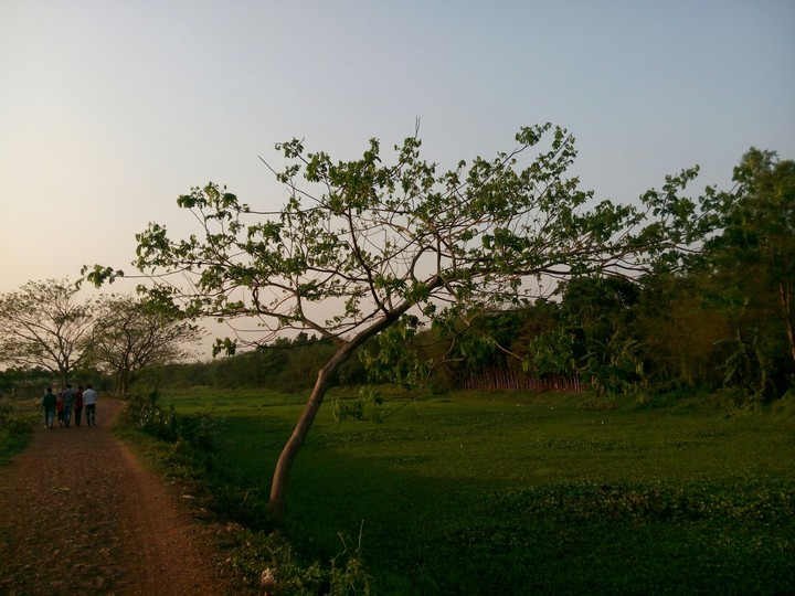 a tree