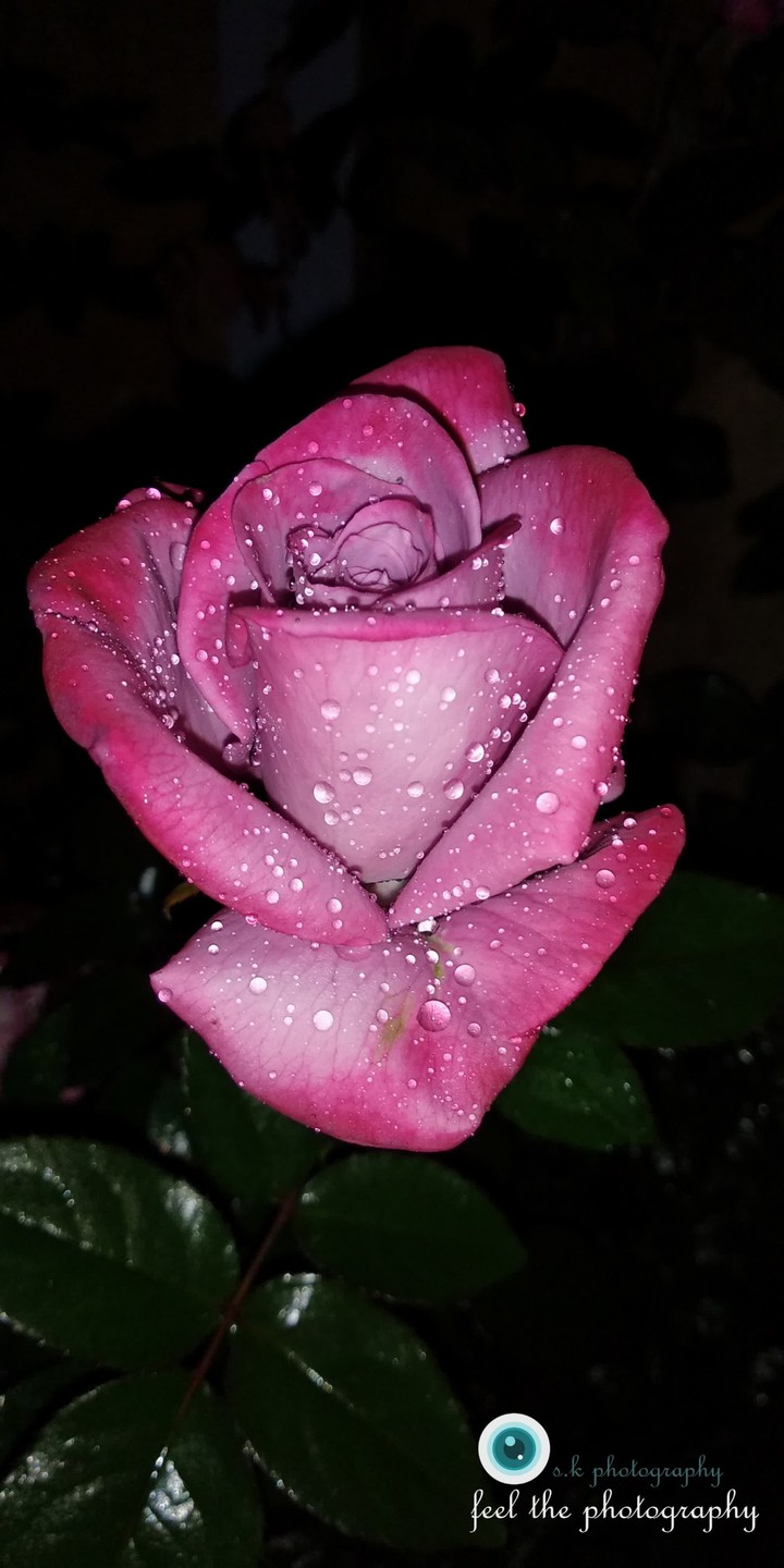 ~~ Rosey -- Rosey moment ~~