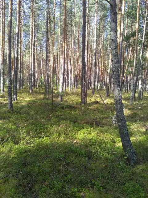 Лес.