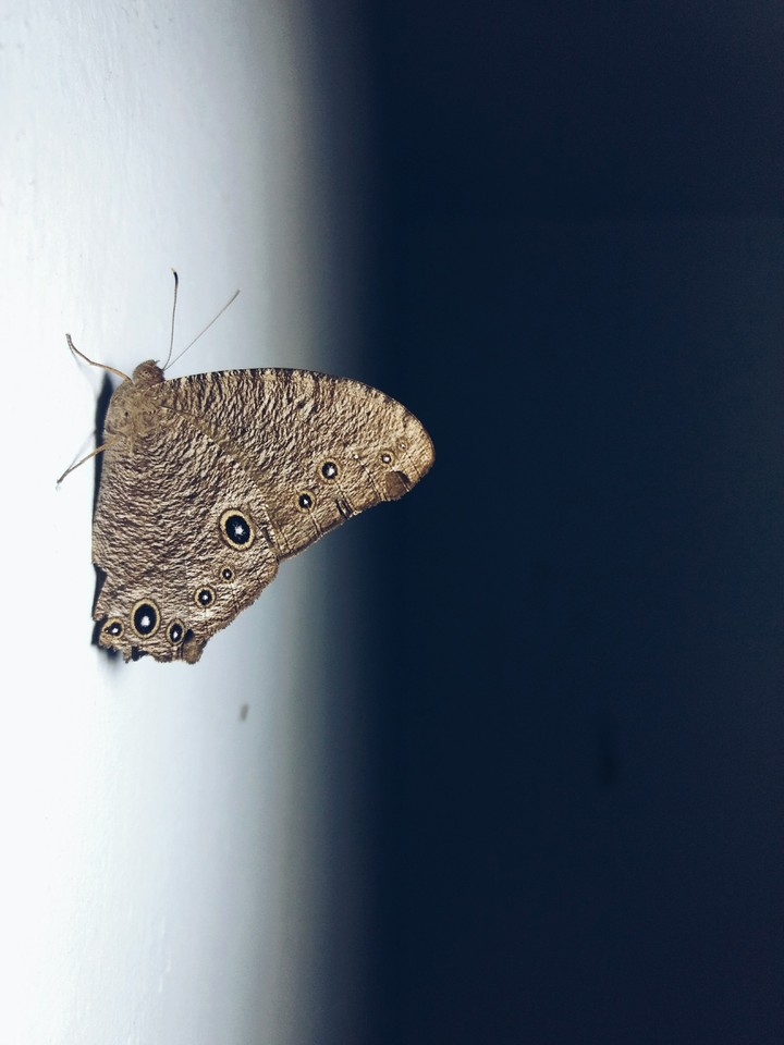 Rudy Butterfly 2