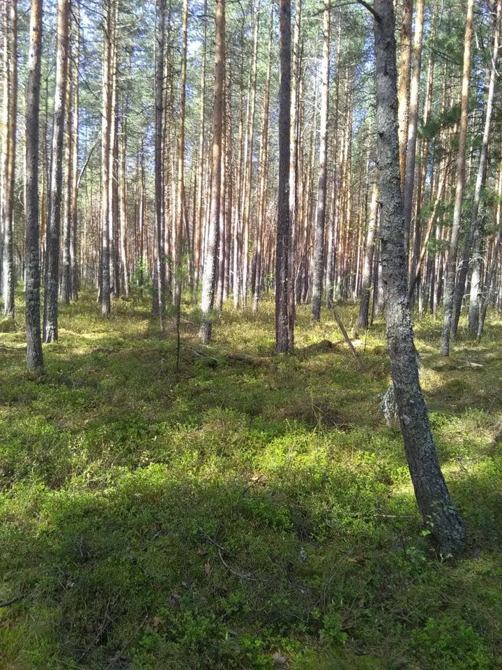 Лес.
