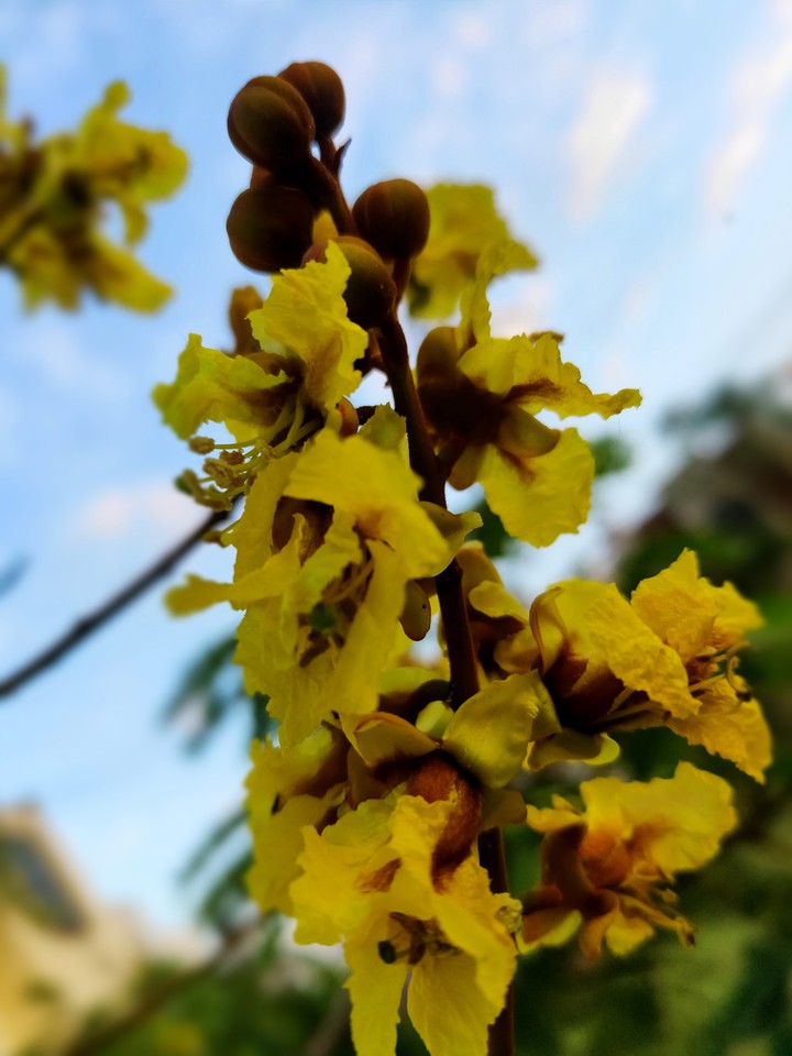 Inflorescence