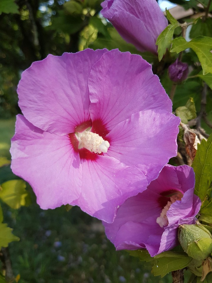 Pink Flower