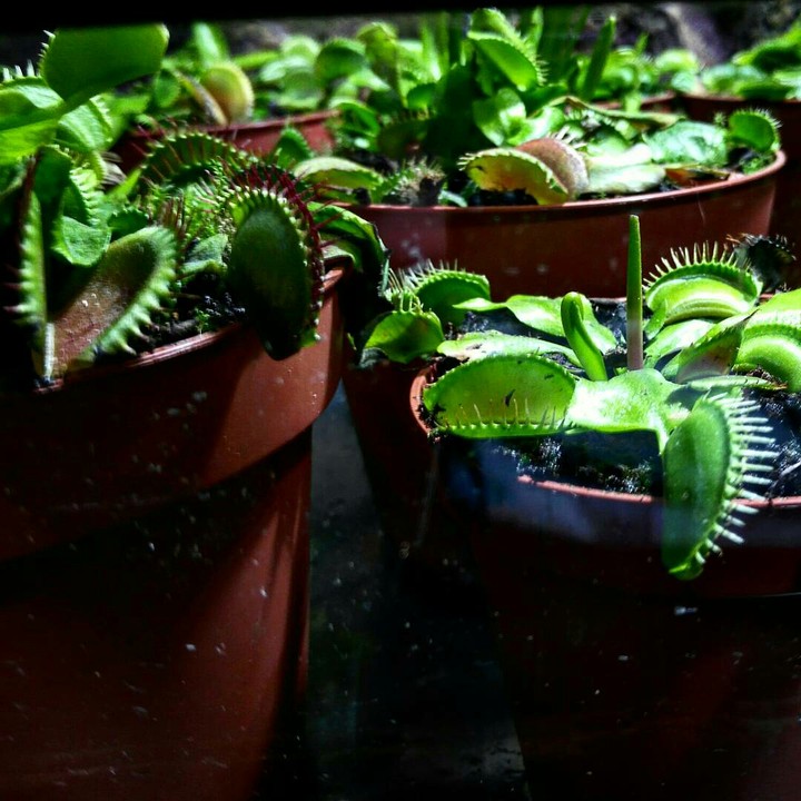 Plants
