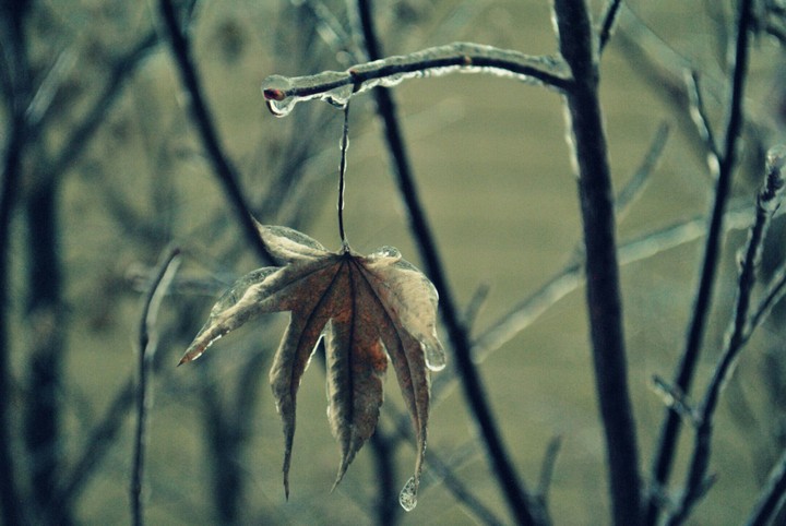 Icy Leaves