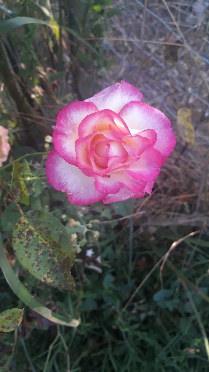 Flower Rose