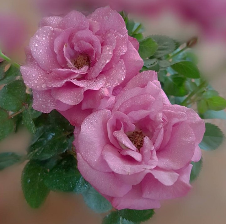 Roses růže