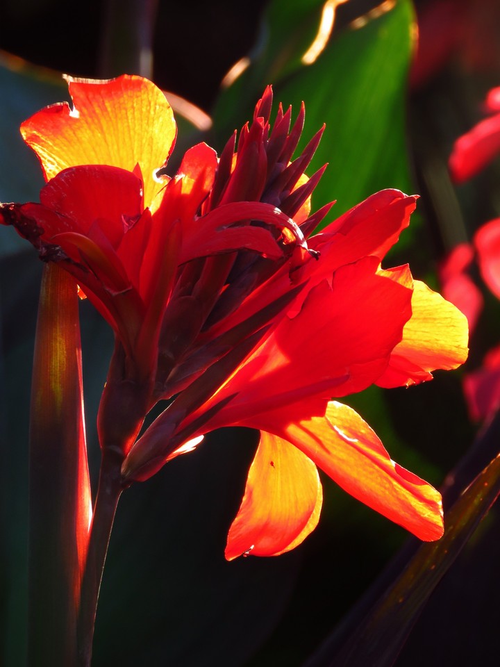 Indian-shot/Canna/Canna indica(Latin name)