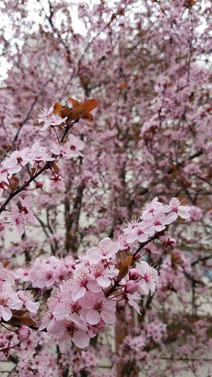 Cherry Blossoms
