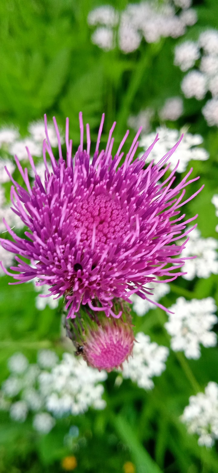 wildflowers