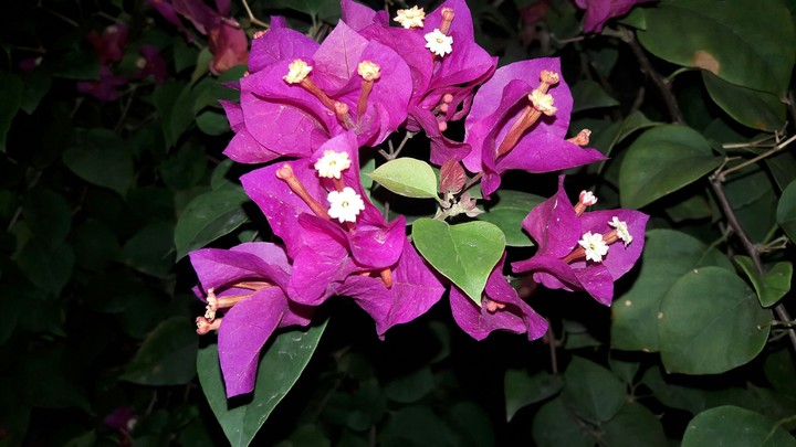 pink flowers