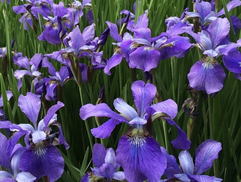 flower, purple wallpapers