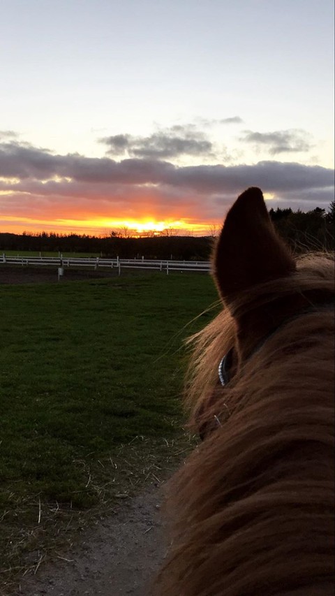sky, horses वॉलपेपर