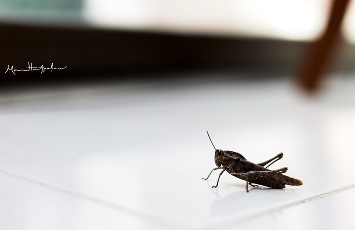 Grasshopper