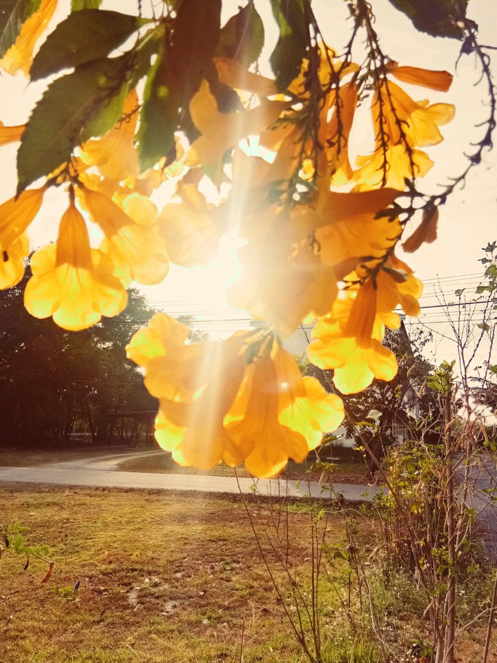 yellow sunny