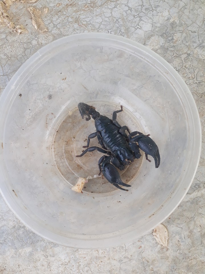 scorpion