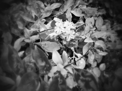 black and white